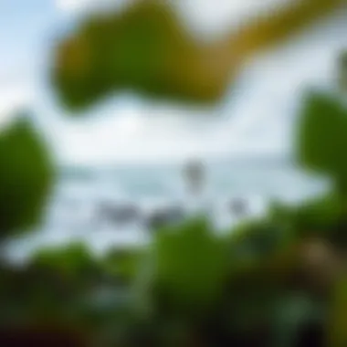 Exploring Maui's Best Boogie Boarding Locations A scenic view of a popular boogie boarding spot in Maui