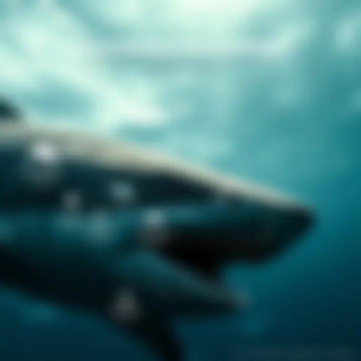 Understanding Shark Behavior Through Infographics An infographic showcasing shark behavior and deterrent technology