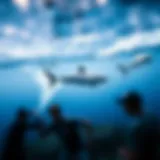 A detailed view of a shark tracking map displaying various species.