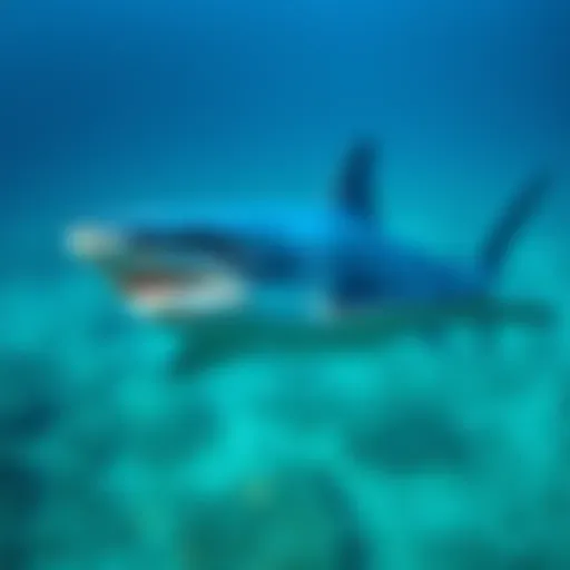 The Graceful Movement of the Blue Shark A vibrant blue shark gliding through clear ocean waters