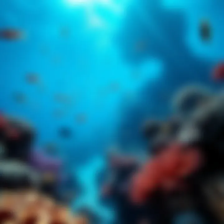 Coral Reef Diversity An underwater scene showcasing vibrant coral reefs and diverse marine life