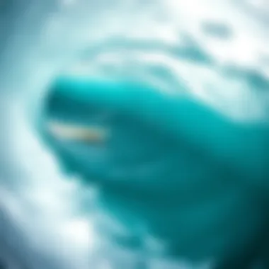 Stunning ocean view highlighting environmental impact on surf culture