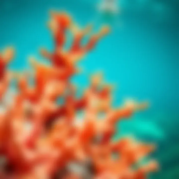 Faux Coral Versus Natural Coral: A Comparative Study Comparative analysis of faux wave coral and natural coral in marine environments.