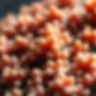 The Unique Texture of Faux Wave Coral A close-up view of faux wave coral showcasing its unique texture and colors.