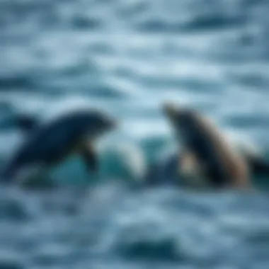Dolphin Communication Methods Dolphins communicating with different body postures and sounds