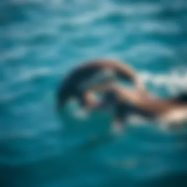 Playful Interaction Among Dolphins Dolphins engaging in playful behavior with each other