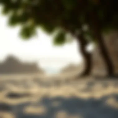 The Intersection of Surf Culture and Environment A scenic beach environment reflecting eco-consciousness