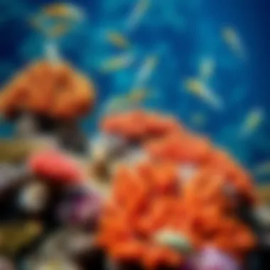 Vibrant coral reef teeming with diverse marine species
