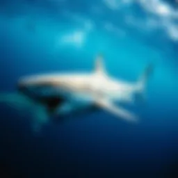 A majestic great white shark swimming gracefully in open waters.