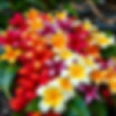 Vibrant assortment of tropical flowers used in lei making