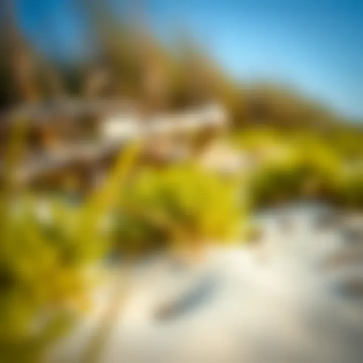 Coastal Vegetation Flourishing A close-up of coastal vegetation thriving in a sandy environment