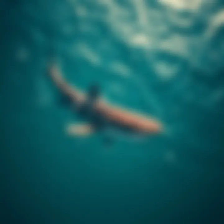 Tiger Shark Habitat An aerial view of the ocean revealing tiger shark habitats