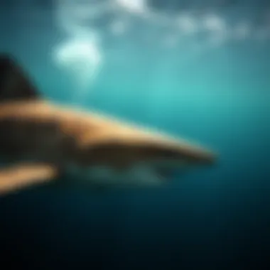 Movement Patterns of Tiger Sharks A visualization of data highlighting tiger shark movements