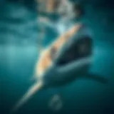 A sophisticated tracking device used for monitoring tiger sharks